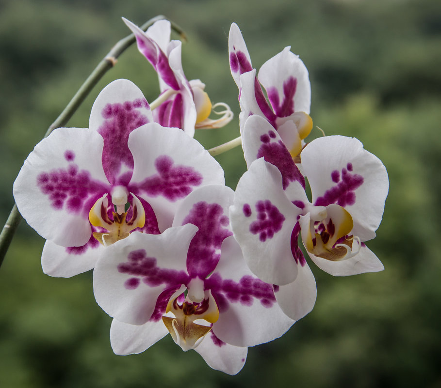 Орхидеи - Elena Ignatova