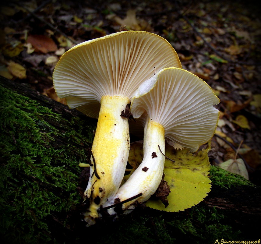 Древесные грибы - Андрей Заломленков