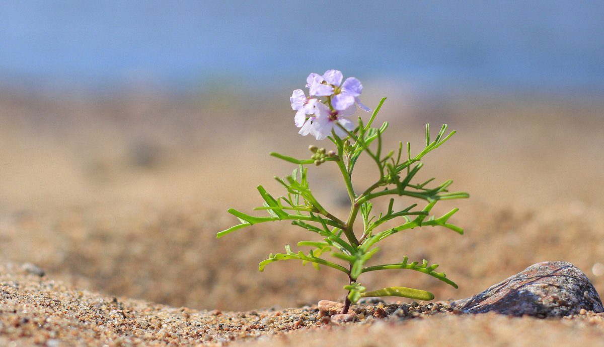 цветок у воды - Iulia Efremova