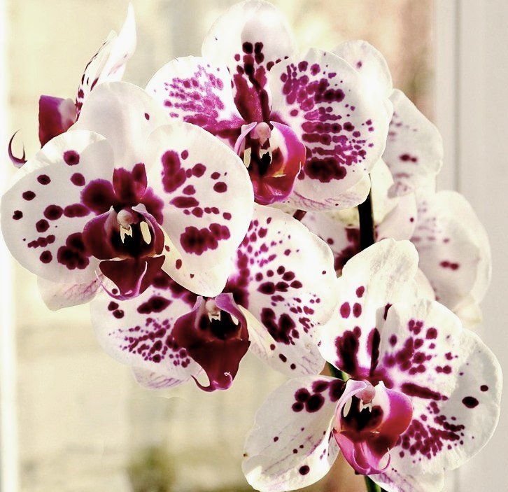 орхидея - ирэн 