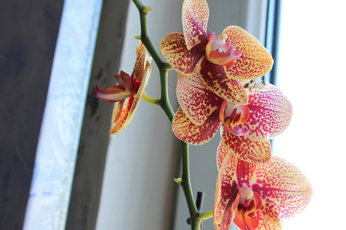 Мои любимые орхидеи (Фалеонопсис) - Лина Свиридова