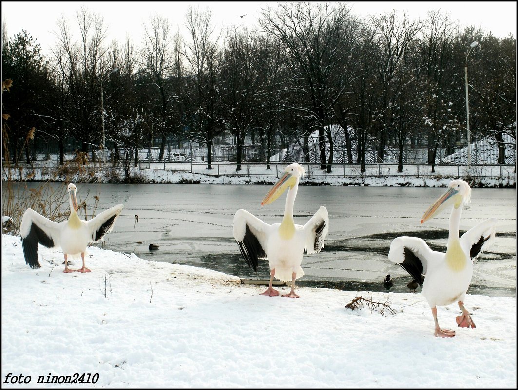 Зимние забавы пеликанов - Нина Бутко