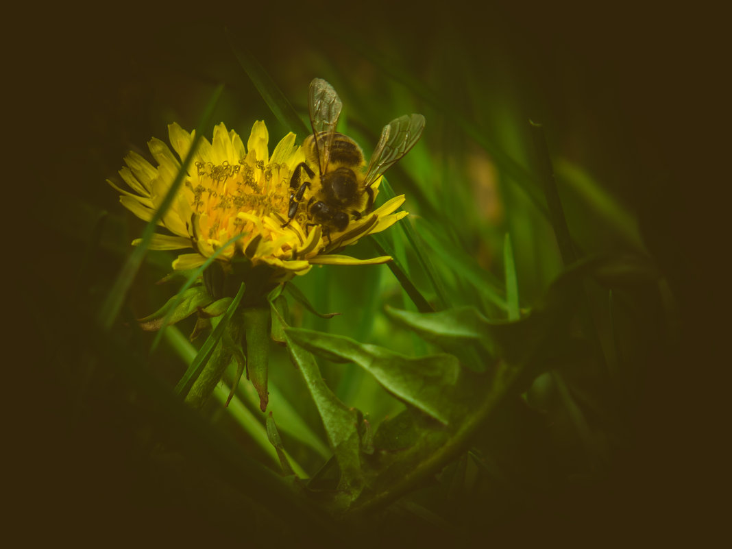 Пчёлка - Bulat Ziganshin