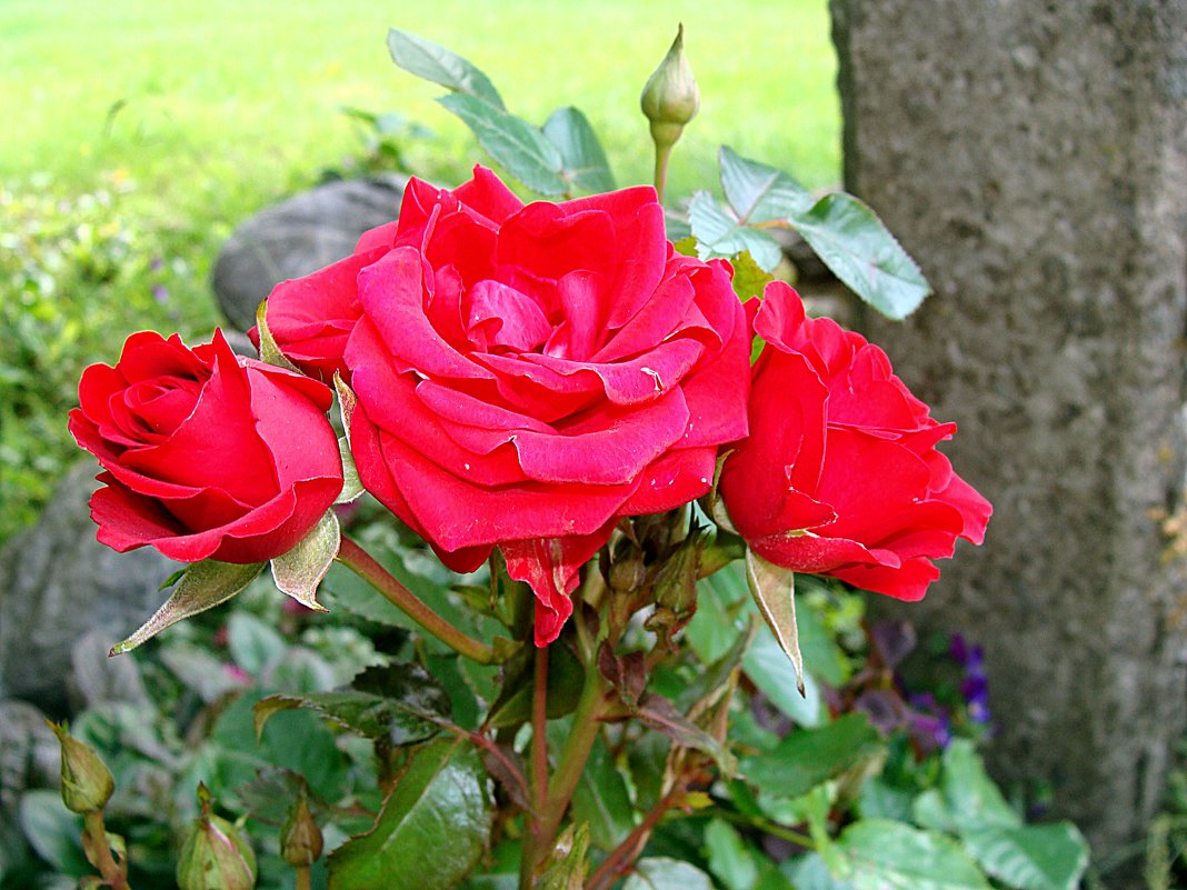Роза красная - laana laadas