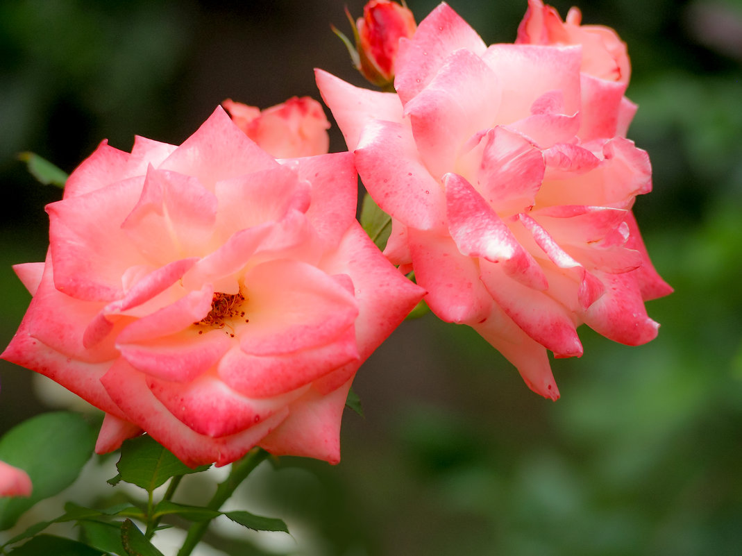 Розовые розы -  как масляные украшения на торте - Zifa Dimitrieva