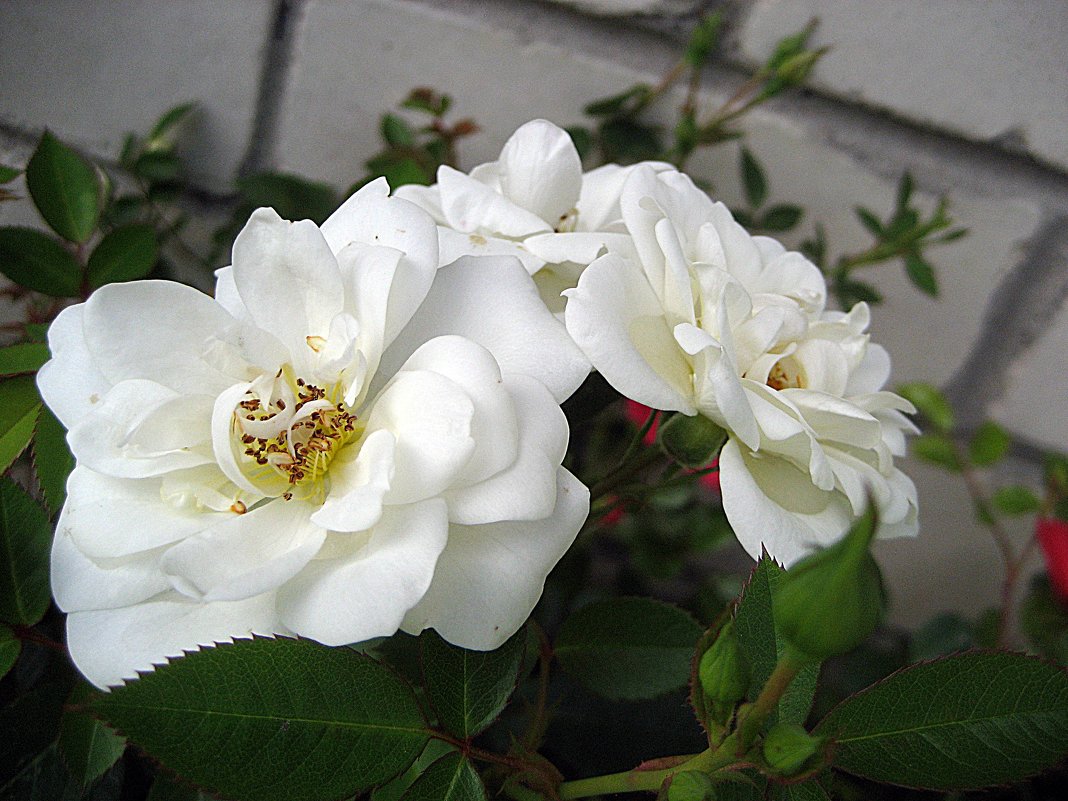 Белая роза - laana laadas