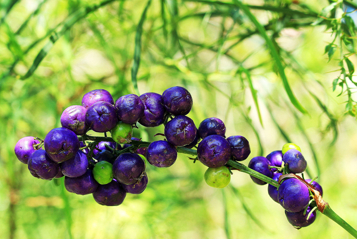 Dianella tasmanica. - Alexander Andronik