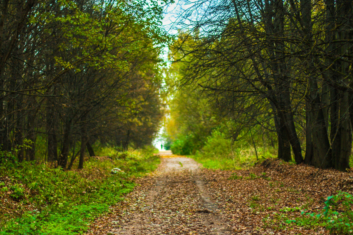 Осенняя дорога - Galya Voron