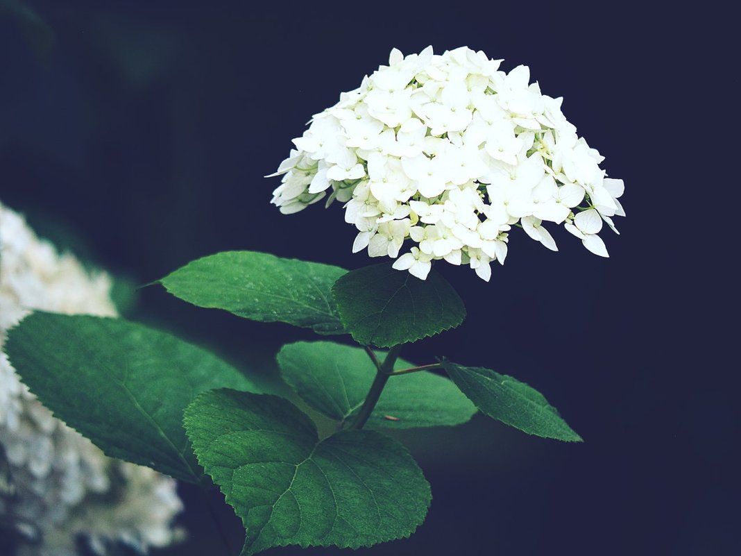 Белые цветы - Zifa Dimitrieva