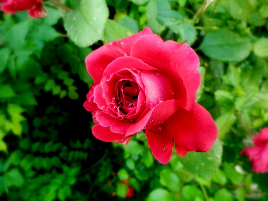 роза - неля  тулузова 