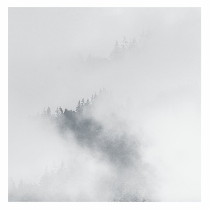 Forest - Андрій Кізима