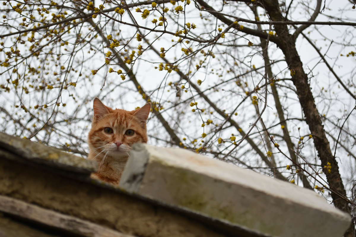 Кот на крыше - Анна Квициния