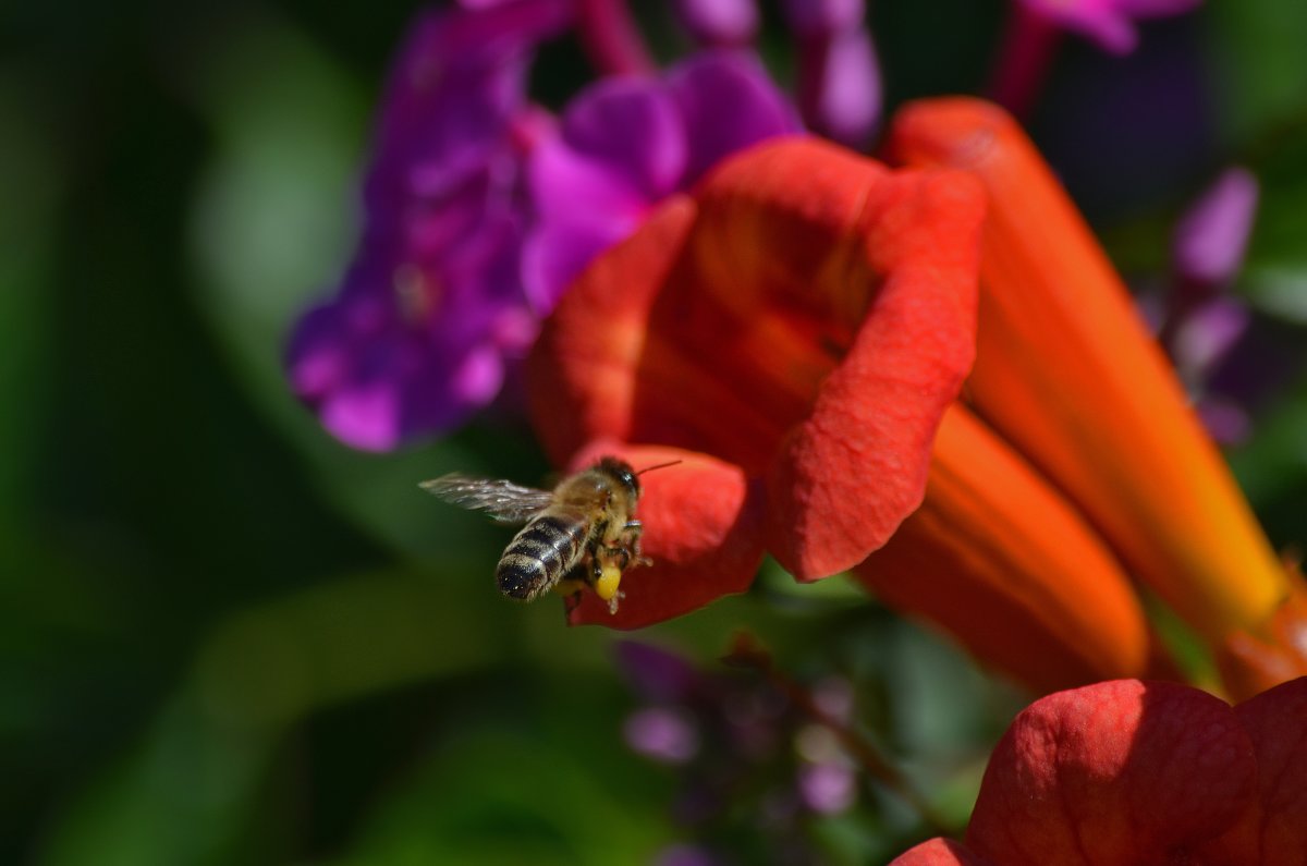 Чуть-чуть о пчёлах... - Tatiana Kretova