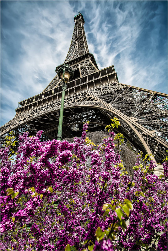 Париж...цветы...Эйфелева башня... - Александр Вивчарик