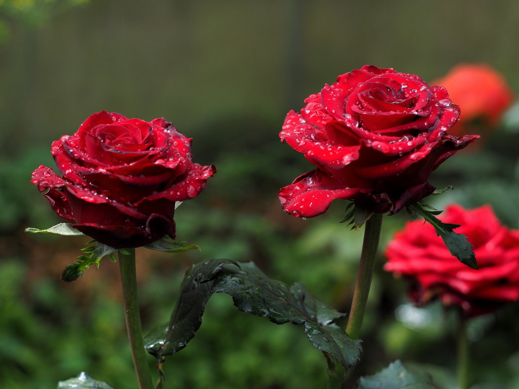 Красная роза -  эмблема любви... - Андрей Зайцев