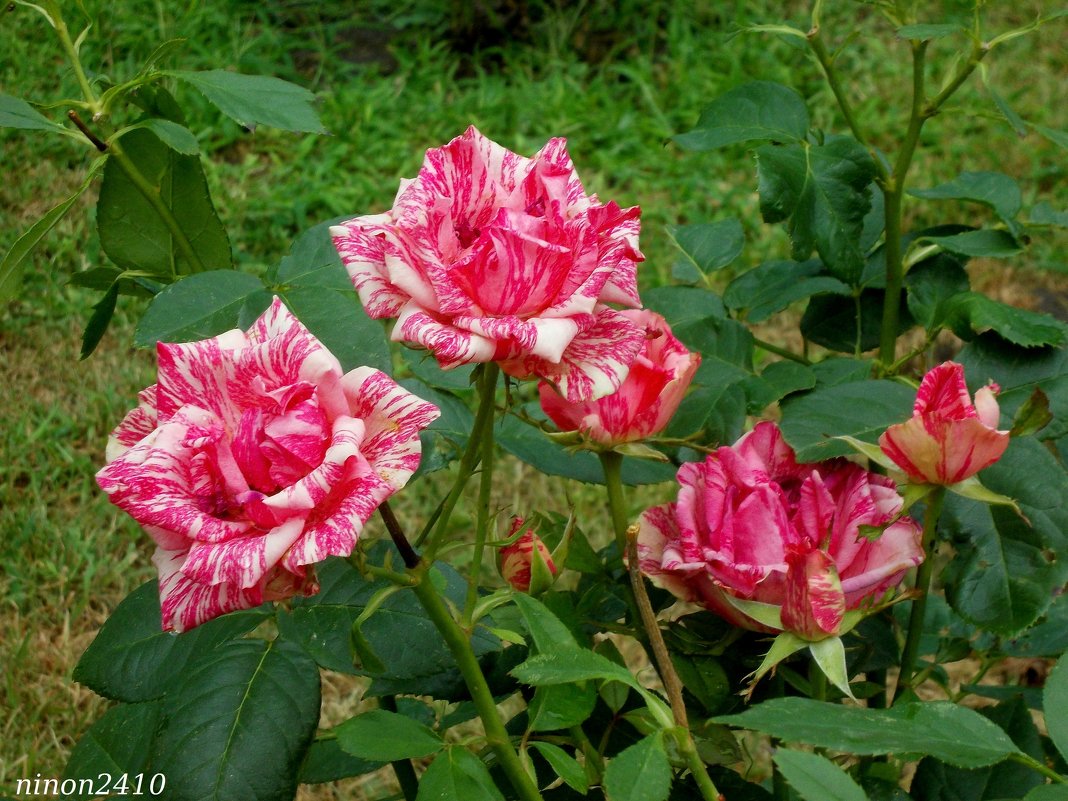 Пёстрые розы - Нина Бутко