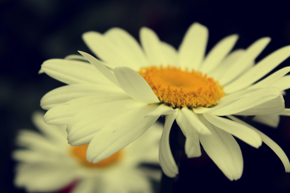 Ромашка- это цветок, который борется за любовь до последнего лепестка - Оксана Мельниченко