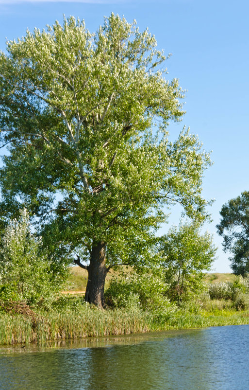 Берег реки - Natatka-i 