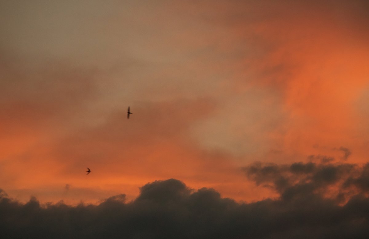 Птицы на закате - Катя Шерабурко
