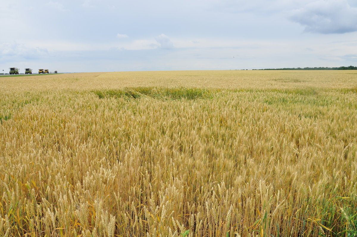 Пшеница - Olga Kovalski
