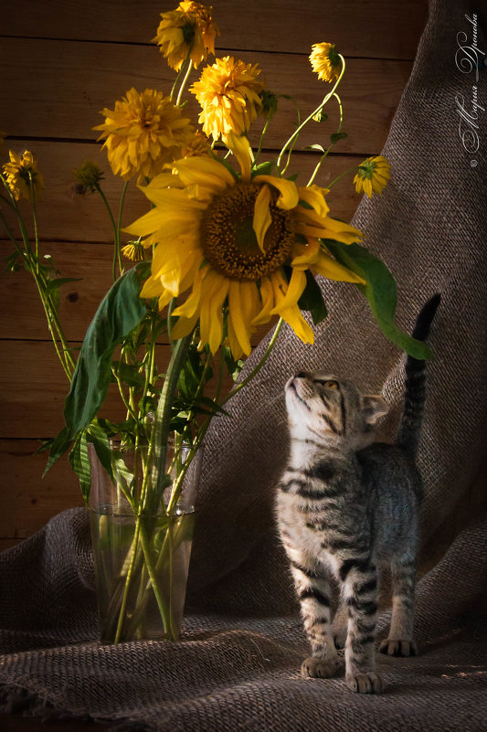 Котонатюрморт - Мария Дронова