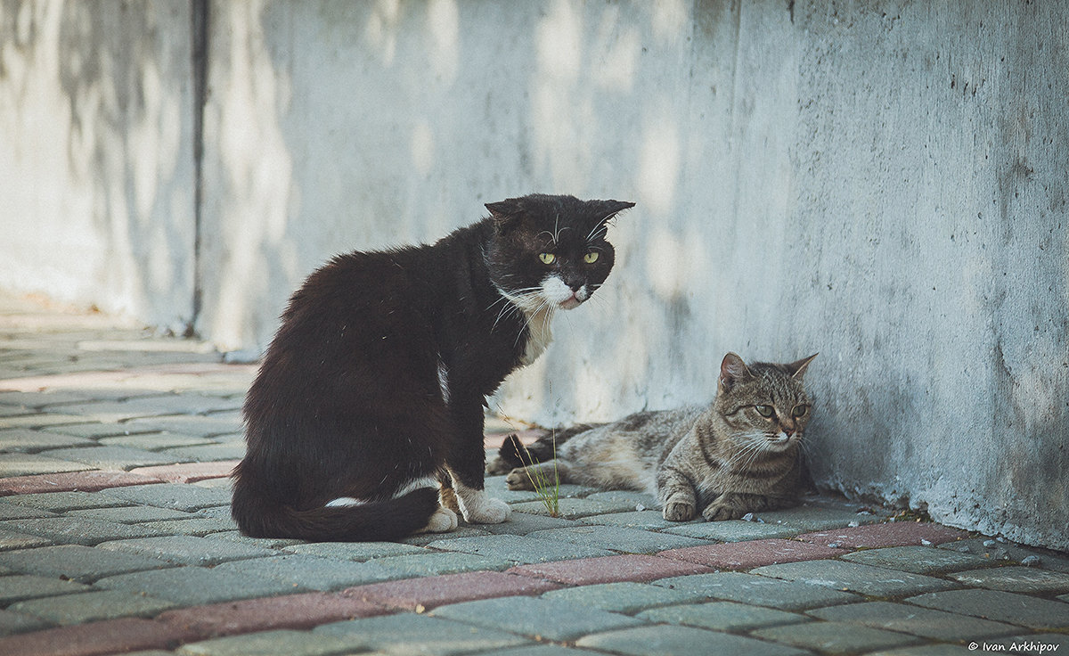 Уличные коты - Иван Архипов