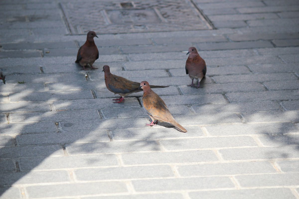 pigeons - Ekat Grigoryeva