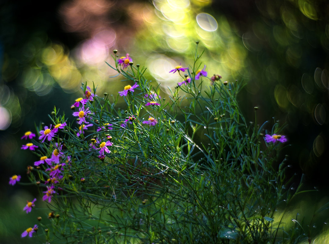 morning freshness - Zinovi Seniak