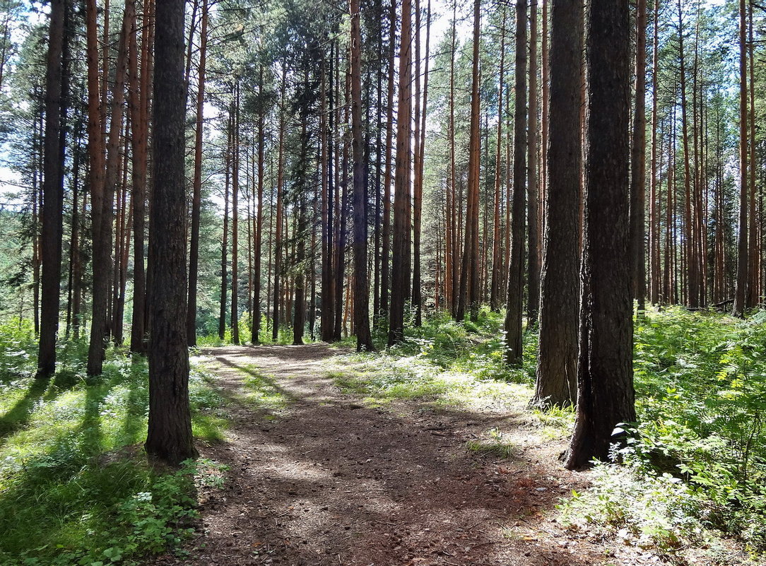 Лес, полный очарования - Светлана Жив-ая