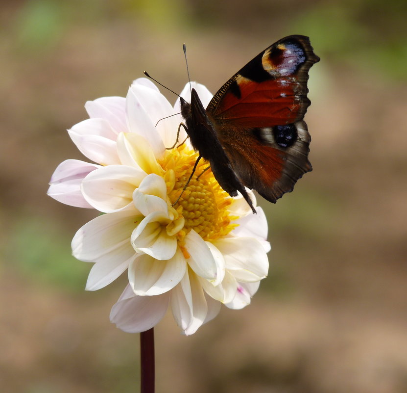 цветок и бабочка - Galina Leskova