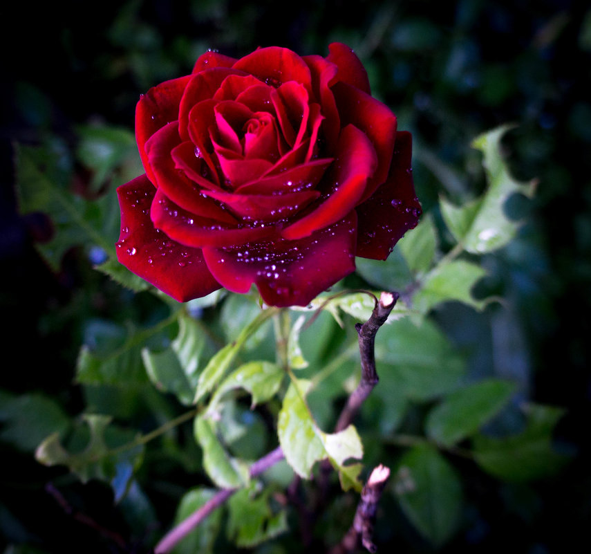 красная роза - Сергей 