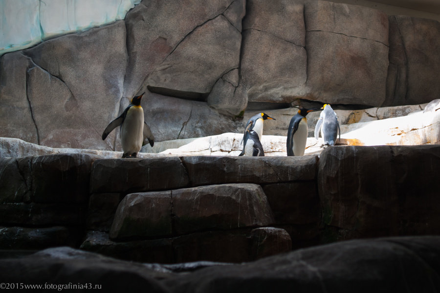 Пингвины - Екатерина Макарова  Фотографиня