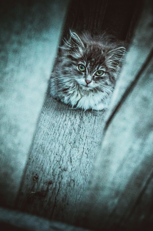 Бездомный котенок - Стейси Мун