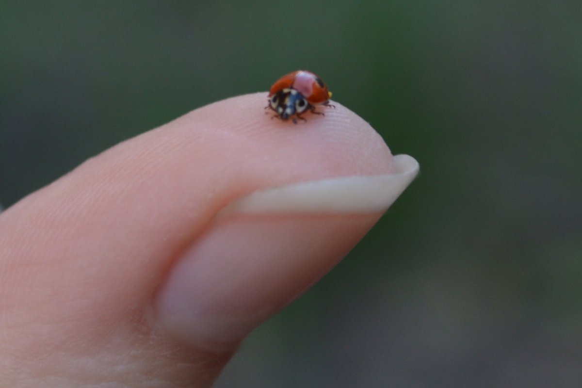 ladybug - Ангеліна Angel