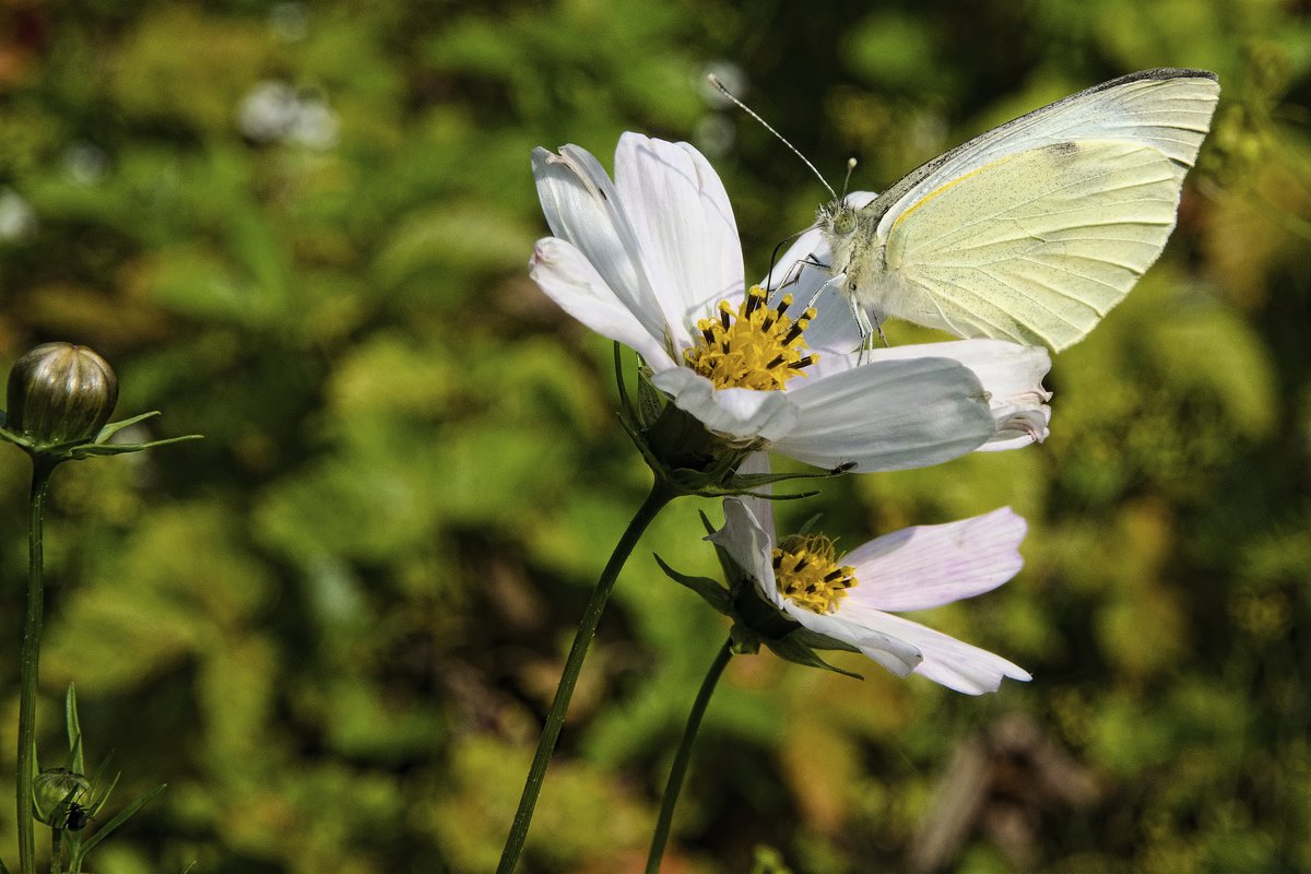 Pieris brassicae - Kliwo 