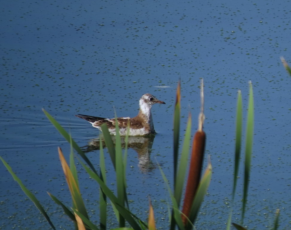 чайка на озере - Сергей Цветков