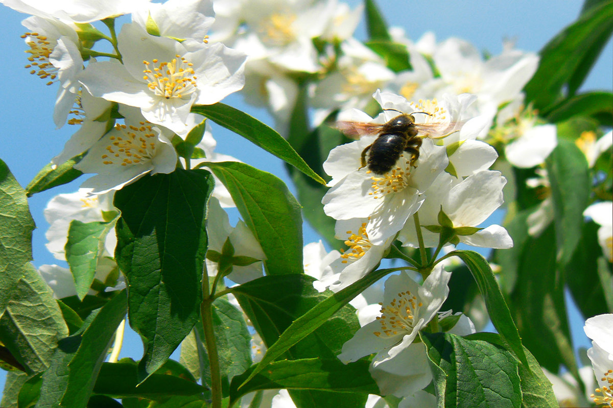 Кавказская пчела и сладкий жасмин!... - Леонид Нестерюк
