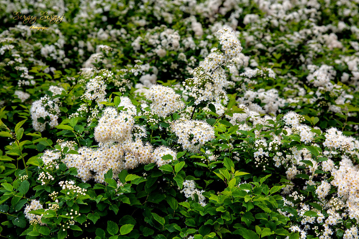 Spring flowers - Sergey Sergaj