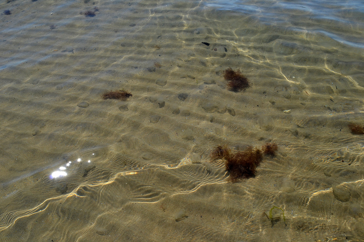 море, медузы - Светлана 