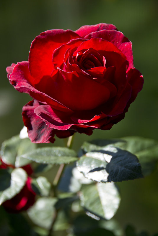Всё таки мои розы самые красивые. (Скромно) - Владимир Терехов