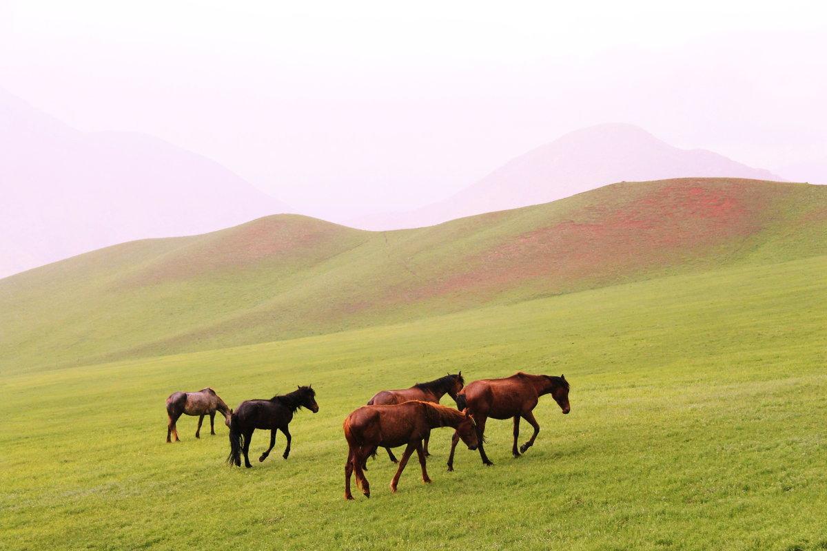 Кыргызстан природа лошадь