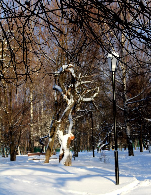 Зима в парке - Татьяна Богачева