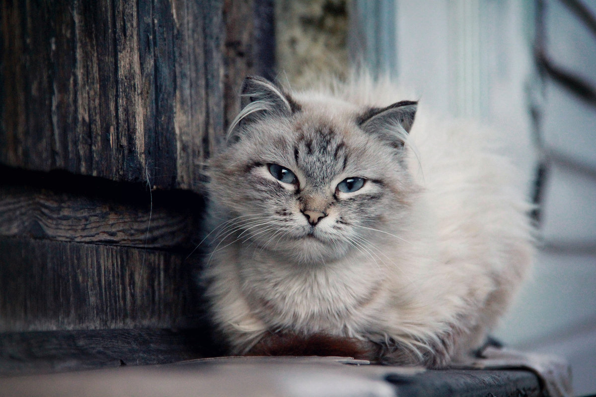 Cat - Яна Евсеенко