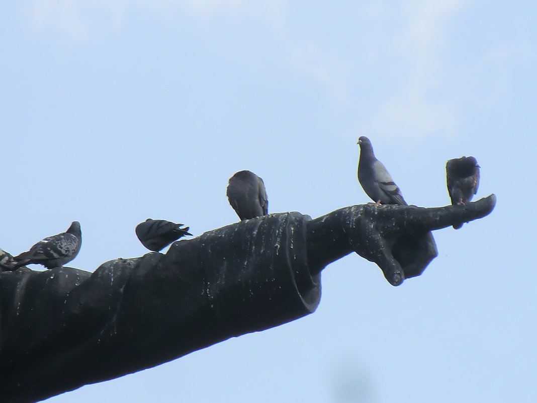 Памятник и голуби... - Владимир Павлов