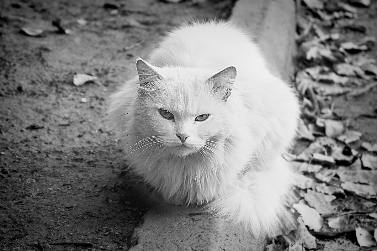White cat - Mara Vlasova