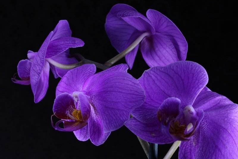 Ночная орхидея - Ирина Варская