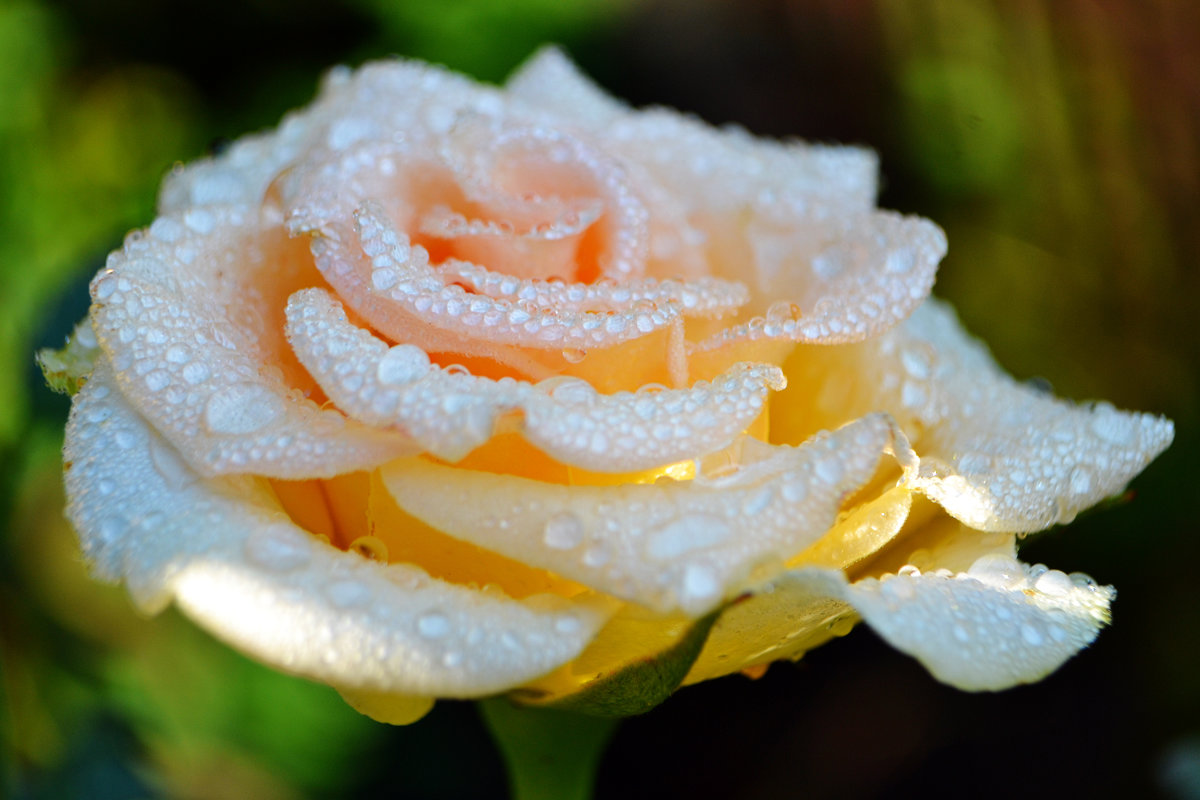Роза в утренней росе - Nina Streapan
