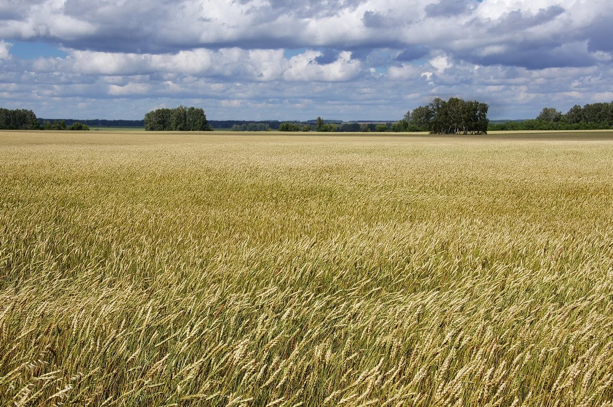 Пшеничное поле - Виктор Четошников