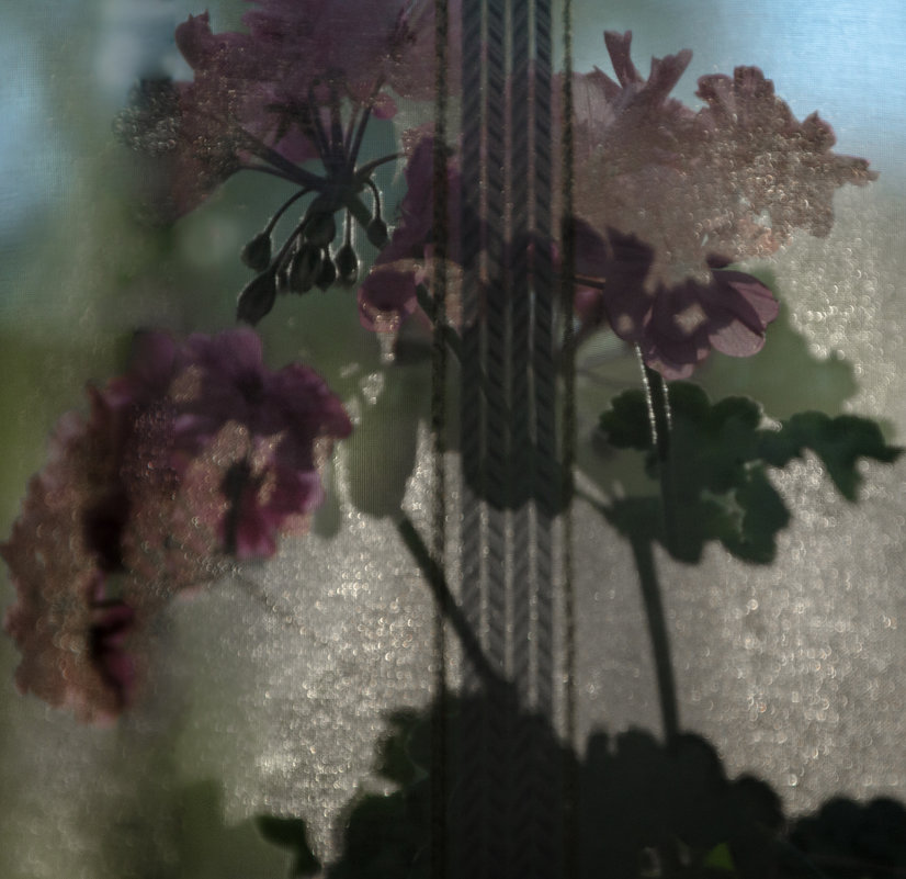 цветы на окне - Лариса *