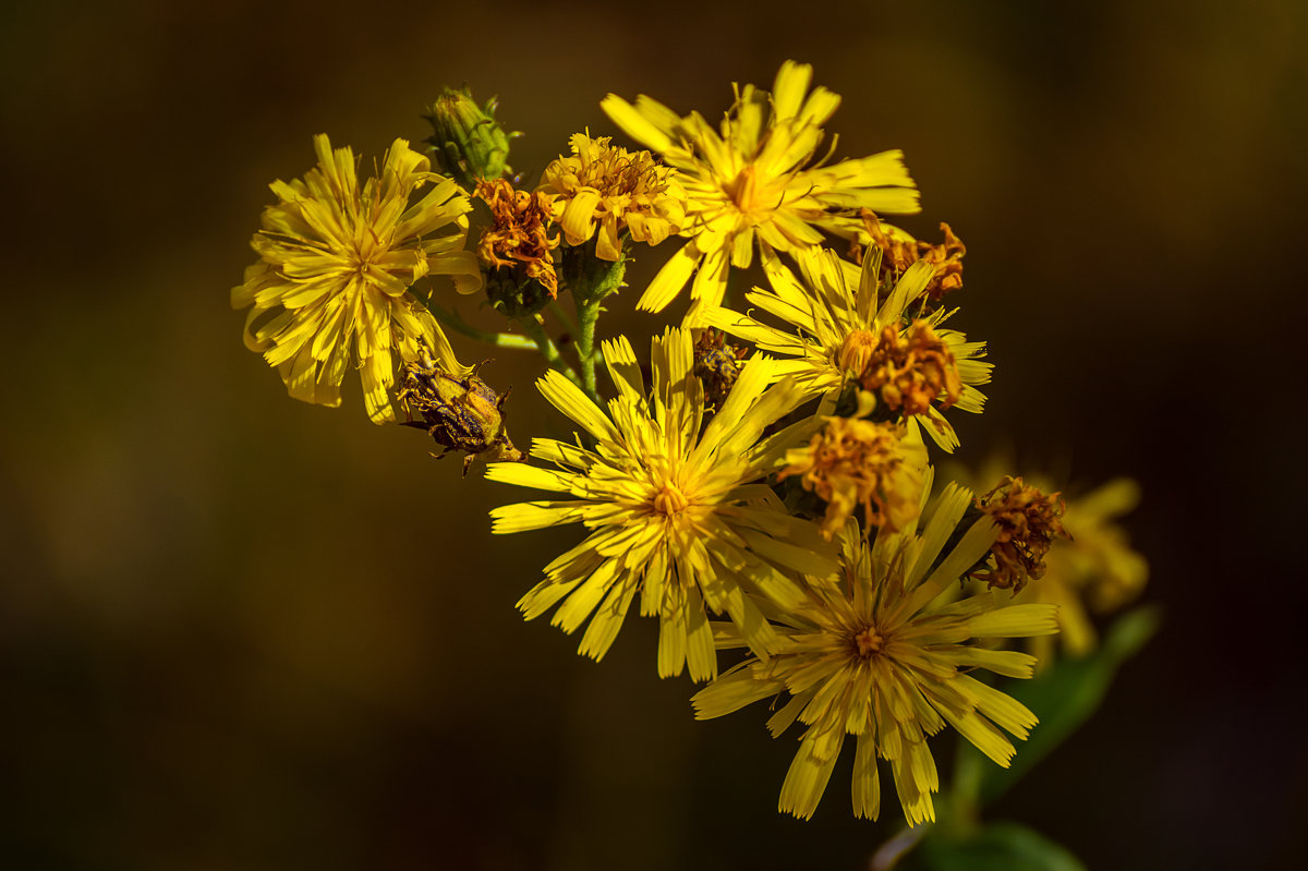 Желтые цветы - Андрей Дворников